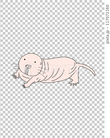 永不衰老的裸鼴鼠 117072160