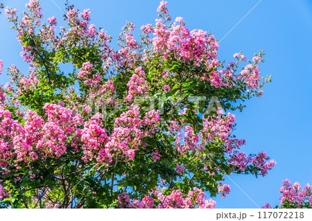 夏 満開のサルスベリ 夏 満開のサルスベリ 117072218