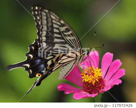 百日草とアゲハ蝶 百日草とアゲハ蝶 117072426