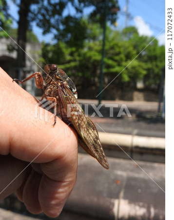 手にとまった「アブラゼミ」メスの側面 手にとまった「アブラゼミ」メスの側面 117072433