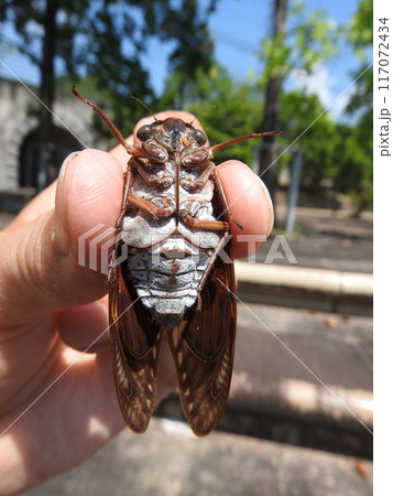 手に持った「アブラゼミ」オスの腹側 手に持った「アブラゼミ」オスの腹側 117072434