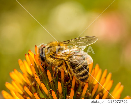 A honeybee pollinating echinacea flowers 117072792