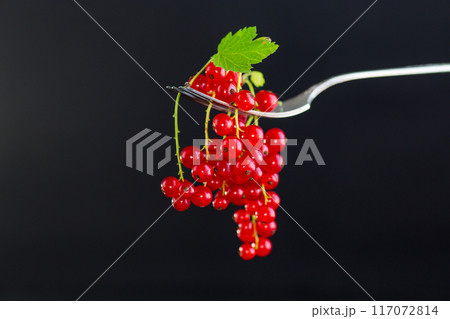 twigs of ripe red currants, isolated on a black background 117072814