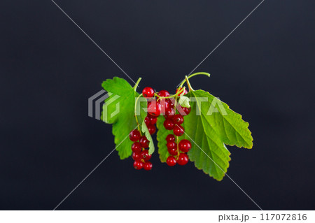 twigs of ripe red currants, isolated on a black background twigs of ripe red currants, isolated on a black background 117072816