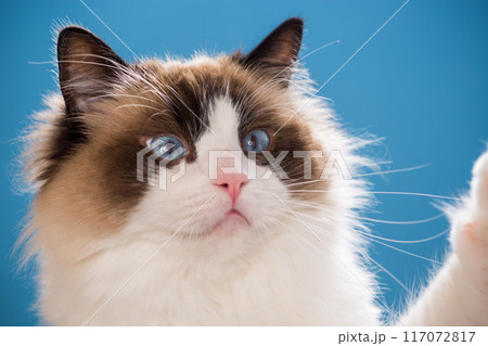 portrait of a beautiful young healthy Ragdoll cat portrait of a beautiful young healthy Ragdoll cat 117072817