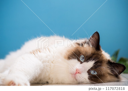 portrait of a beautiful young healthy Ragdoll cat portrait of a beautiful young healthy Ragdoll cat 117072818