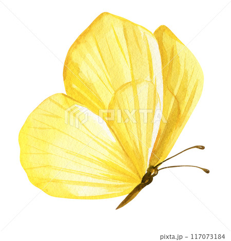 Butterfly watercolor painting illustration isolated on background, yellow butterfly clipart 117073184