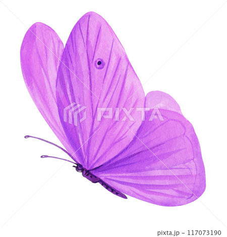 purple butterfly watercolor painting illustration isolated on background, violet butterfly clipart hand painted purple butterfly watercolor painting illustration isolated on background, violet butterfly clipart hand painted 117073190