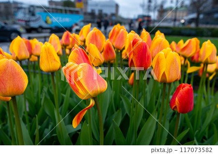 A field of yellow and red tulips in bloom.  King's garden, Stockholm, Sweden. 117073582