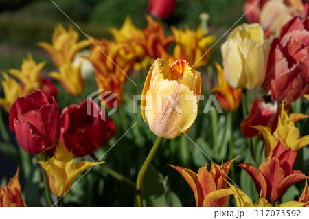 Close-up of yellow and red tulips in bloom. King's Garden, Stockholm, Sweden. 117073592