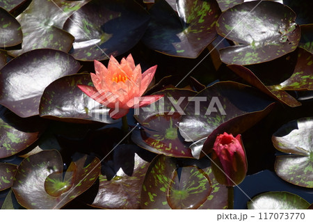 水生植物園みずの森 水生植物園みずの森 117073770