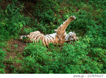 The Siberian tiger or Amur tiger enjoying and laying in the grass, resting in the Russian Far East, Primorsky kray 117074127