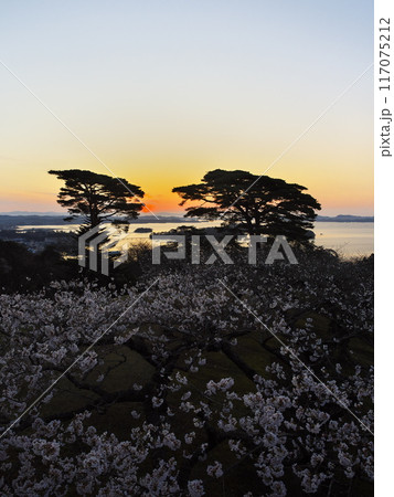 桜満開の西行戻しの松公園から夜明けの松島湾を臨む 117075212