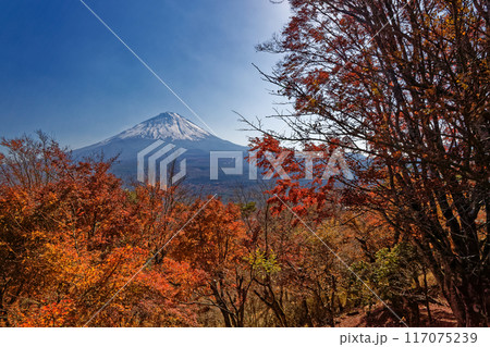 紅葉台から見る富士山と紅葉 紅葉台から見る富士山と紅葉 117075239