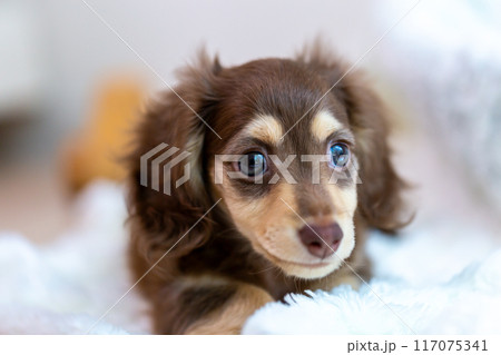 カニンヘンダックスフンドの仔犬 117075341