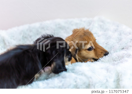 カニンヘンダックスフンドの仔犬 カニンヘンダックスフンドの仔犬 117075347