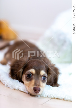 カニンヘンダックスフンドの仔犬 117075349