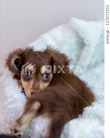 カニンヘンダックスフンドの仔犬 カニンヘンダックスフンドの仔犬 117075352