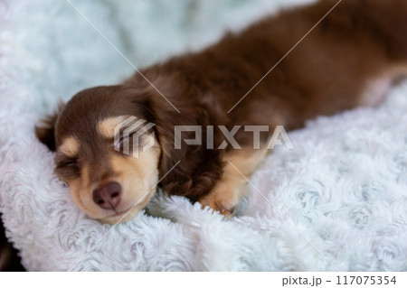 カニンヘンダックスフンドの仔犬 117075354