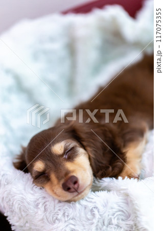 カニンヘンダックスフンドの仔犬 カニンヘンダックスフンドの仔犬 117075355