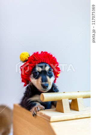 カニンヘンダックスフンドの仔犬 117075369