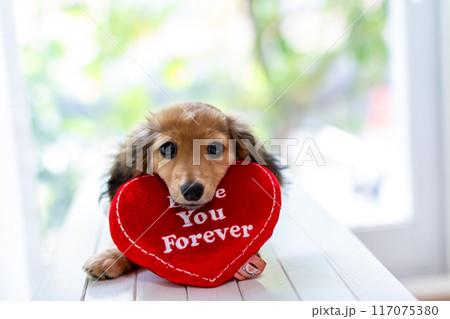 カニンヘンダックスフンドの仔犬 117075380