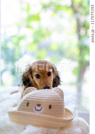 カニンヘンダックスフンドの仔犬 カニンヘンダックスフンドの仔犬 117075393