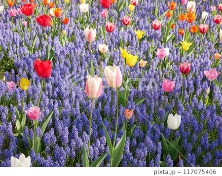カラフルなチューリップ 117075406