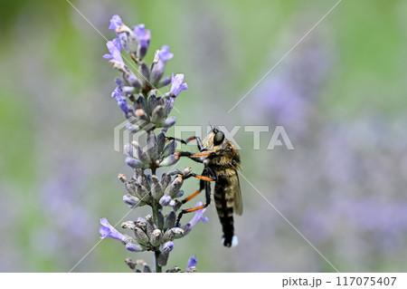 シオヤアブ 117075407