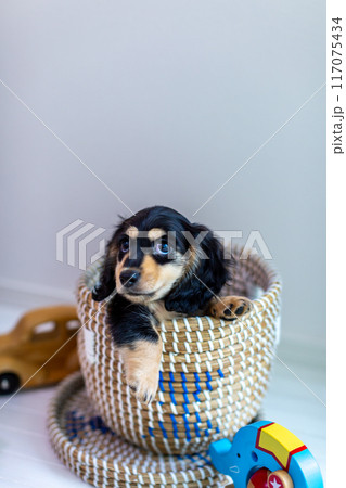 籠に入ったカニンヘンダックスフンドの仔犬 籠に入ったカニンヘンダックスフンドの仔犬 117075434
