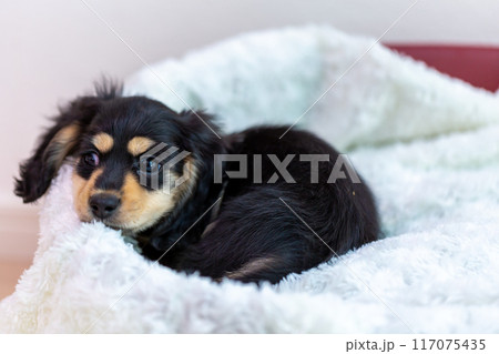 カニンヘンダックスフンドの仔犬 117075435