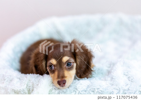 カニンヘンダックスフンドの仔犬 117075436