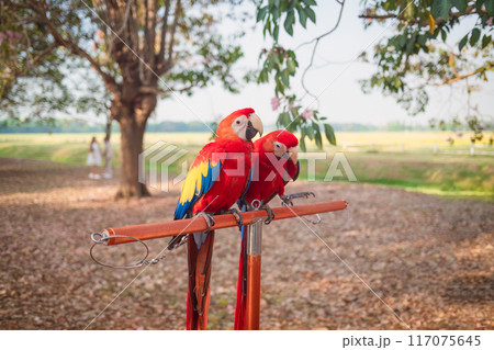 Red Scarlet Macaws perching on rail in garden 117075645