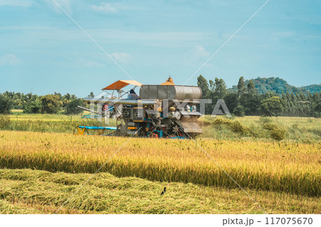Farmer using combine harvester working the rice in farmland Farmer using combine harvester working the rice in farmland 117075670