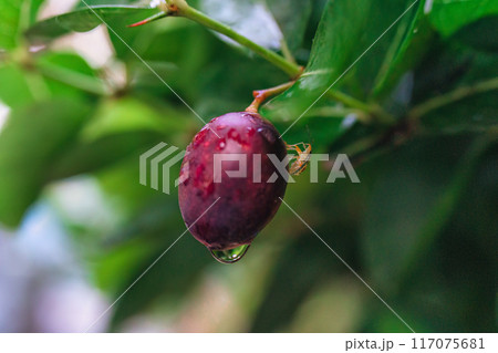Red ripe fruit, Bengal Currants, Koronda, Carissa carandas L, Apocynaceae tree growing and blooming in tropical garden 117075681