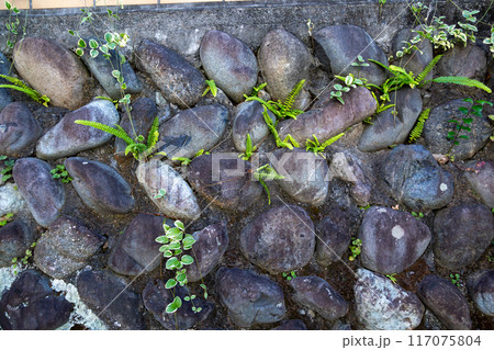 苔の付いた古い丸石の石垣 苔の付いた古い丸石の石垣 117075804