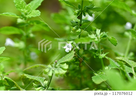 レモンバーム 117076012