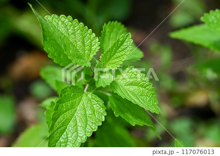 レモンバーム 117076013