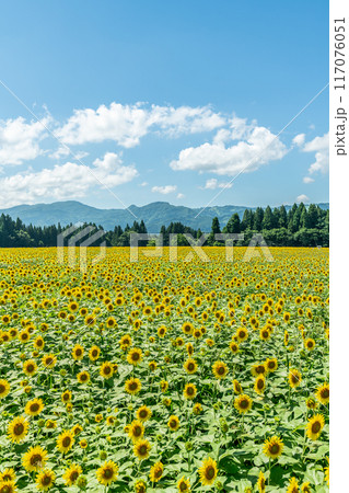 夏の青空と、満開のひまわり 117076051
