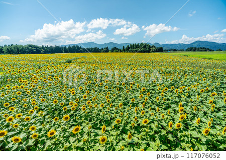 夏の青空と、満開のひまわり 117076052