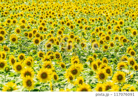 夏の青空と、満開のひまわり 夏の青空と、満開のひまわり 117076091