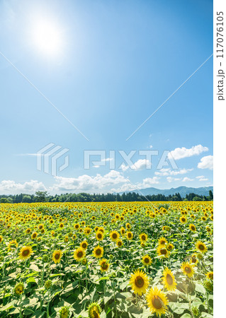 夏の青空と、満開のひまわり 117076105
