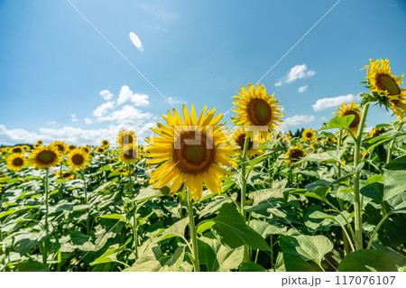夏の青空と、満開のひまわり 117076107