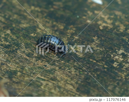 ダンゴムシ 117076146