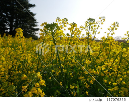 美しい菜の花 117076236