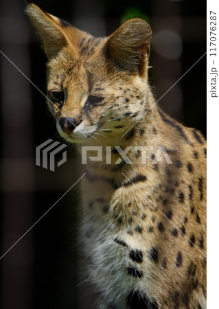 多摩動物公園のサーバル 117076287