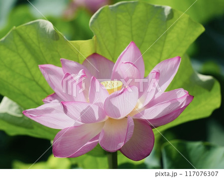 美しいピンク色の蓮の花のある風景　アップ 117076307