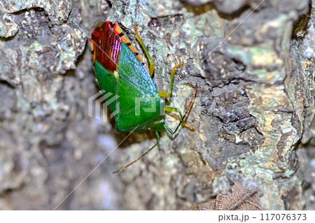 フトハサミツノカメムシ 117076373