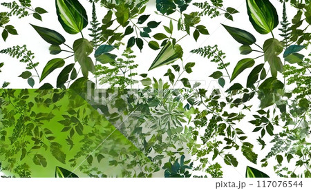 観葉植物のモダンなイラスト 117076544