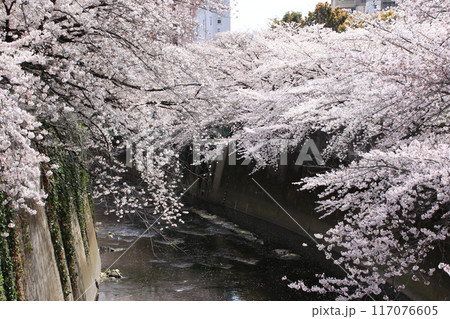春の新宿区西早稲田を流れる神田川の満開の桜 117076605